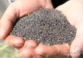 Rzepak sprzedam EXW Ukraina (Zachód kraju). ilość 400 t. Nie GMO, oleistość 46 % suchej masy. Reszta w granicach normy. Kwasowość w...