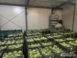 Sprzedam kapustę młodą białą. Pakowana w skrzynki po około 11 sztuk, wielkość w granicach 800-1000g. Kraj pochodzenia Uzbekistan....