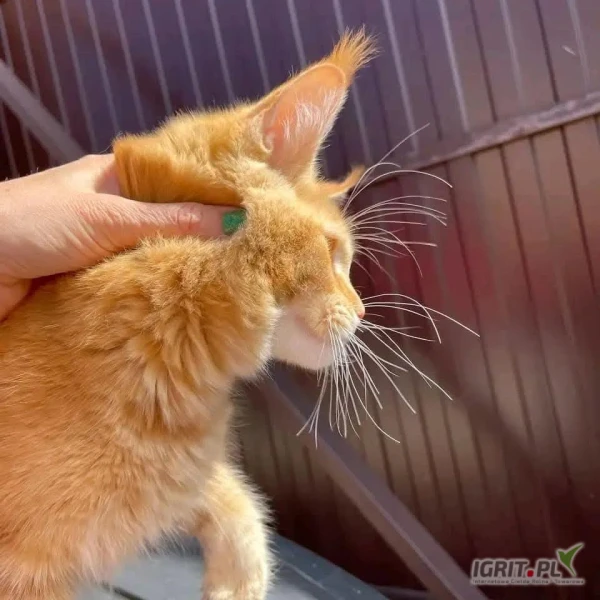 /images/posts/2025/05/2013967/ZbGikso7gVnBUNpNiPch0NJwZpcawDHnb93K6Jg2.jpeg