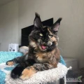 Oszałamiające kocięta Maine Coon gotowe na swoje stałe domy
