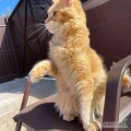 Poznaj nasze urocze kocięta Maine Coon — zabawne, czułe i niesamowicie inteligentne! Znane jako „łagodne olbrzymy” kociego świata,...