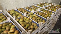 Sprzedam gruszkę Konferencję kaliber 60+ 2880 kg przygotowana w łuszcze po 12kg cena 3,50zł oraz Konferencja 50-60 2664 kg ...