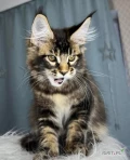 Poznaj swojego nowego najlepszego przyjaciela! Nasze kocięta Maine Coon są hodowane ze względu na zdrowie, temperament i piękno. Od ich...