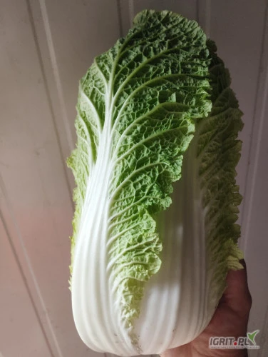 /images/posts/2024/08/1894495/p6tOp7szlWyXbA80NouQ1EmGan9q3bjW33VKQGjw.jpeg