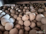 Witam . Sprzedam sadzeniaki odmiany Gala . 35-45 mm. rok po kwalifikacie . Cena 1.7 zł / kg netto . 