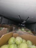 Witam sprzedam kapuste białą kaliber 1-4kg szykowaną w karton box ilości tirowe zainteresowanych zapraszam .