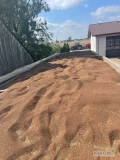 Sprzedam duże ilości foteli zbiór dwuetapowy. Bardzo wysokie kiełkowania.512 22 53 17