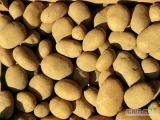Kupię ziemniaki na eksport z certyfikatem Fito, odmiany Melody, Lily,  Soraya, Queen Anna, rozmiar +50, fioletowe worki 15 kg. Ziemniaki...