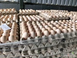 Witam nawiąże współpracę z producentem(tylko fermy) jaj każdy chów (3pl 2pl 1pl 0pl) każdą kategorię wagową.
