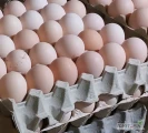 Witam sprzedam nadwyżkę swojskich jajek z własnego gospodarstwa. Kury karmione naturalnym pokarmem bez żadnej chemi. Kurki biegają po...