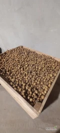 Spezedam lulke ziemniaka Riviera kopane w sobotę wieczór ilość około 700-800 kg