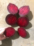 Sprzedam buraczek handlowy 5-10. Worek 10 kg. Ilości paletowe i tirowe. Jest możliwość mycia. Szybkie wykonanie zamówień.