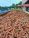 Sprzedam marchew import Holandia. Towar brudny do mycia lub myty. Jakość premium. Dostawa bezpośrednio do klienta. 