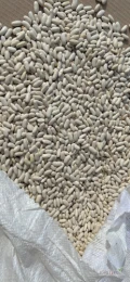 Sprzedam fasole białą drobną Alubia 180-200/100 g , cena do uzgodnienia. 