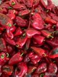 Sprzedam paprykę stożek, w kolorze czerwonym. Rwaną na bieżąco. Cena za kilogram