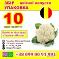 PRACA DLA UKRAIŃCZYKÓW W BELGII TA POLSCE
