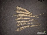 Sprzedam pietruszke handlowa w kalibrze 3-6cm. Ilość Ok. 7 ton. Możliwy transport. Cena do negocjacji.