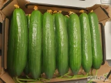 Sprzedam duże ilości ogórka szklarniowego ,produkt Polski wysoka jakość .Cena do uzgodnienia telefonicznie 518 608 411. Zapraszamy do...