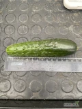 Sprzedam - OGÓREK GRUNTOWY importowany. Tylko pod zamówienie.                          Cena 9.75 netto/kg przy większych...