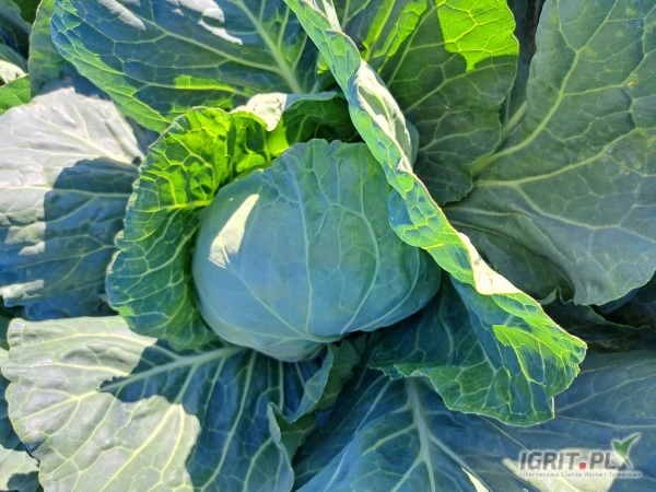 /images/posts/2025/05/2014162/3rqesLw0eqEO1K6mgxqLTzEUD89FRl2ORX1oDw8e.jpeg