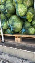 Sprzedam młodą kapustę. Główki 2kg+. 
