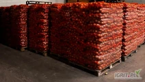 Sprzedam cebulę żółtą, Workowana 15 kg , Kaliber 50-70, , Fazer. Ilośc dowolna. 
