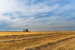 Resztki pożniwne: humifikacja czy mineralizacja ?