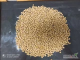 Продам Сою  в наличии 150 тонн от 22 тонн Беларусь +375333521213 WhatsApp/Viber 
