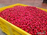 sprzedam rzodkiewkę import włochy, jakośc lux, luzem lub worki po 1 kg
