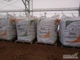 Ziemniaki Lilly przygotowane w big bagi , kaliber 50+ 
