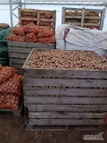 Ziemniaki paszowe , duża ilość . Przygotuje w big bag , skrzyniopalety lub worki 15 kg . Możliwość dowozu 