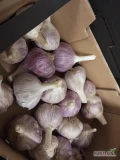 Sprzedam czosnek młody  kaliber 5-5,5 małe i duże ilości cena od 17zl/kg informacje pod nr tel 727694440 .