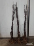 SPRZEDAM  DARK LIGOL M9 600szt 