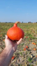 Szprzedam dynię hokkaido, ilości tirowe, kaliber i opakowanie do uzgodnienia. 