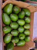 Awokado 4 kg Ettinger 20/24 szt. Peru- Katowice

