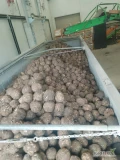 Sprzedam 100 ton selera. Import Holandia. Jakość marketowa. 