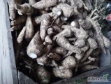 Pietruszka na jarzynke oraz przerost, kopana w tamtym tygodniu, towar zdrowy, okolice Proszowic, info pod 8*8*6*2*2*4*5*9*6