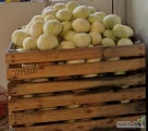 Kapusta biała 1-3,5 kg. Nie więcej niż 8 ton jednorazowo. 
