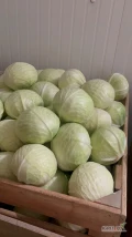 Sprzedam kapustę białą 1-4kg. Kapusta z chłodni. tel 503 10 98 98