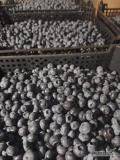 Kupiẹ borówke co dziennie  ilosci hurtowe 5-10 palet cena 12 zl kg w luzie po 5 kg 