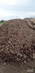 Sprzedam buraczka czerwonego odmiany Monty ilość około 50ton, cena do uzgodnienia 