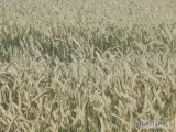 Sprzedam  piękne żyto 
