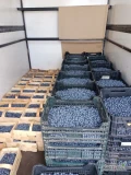 Sprzedam Borówke Amerykańską Duke. 500 kg. Świeżo rwana pakowana w Łubianki lub skrzynki 