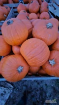 Sprzedam dynię hokkaido 0.6-2 kg i hallowen 3- 10 kg. Duże ilości.  Produkt certyfikowany  i .