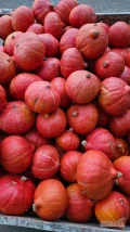 Sprzedam dynię hokkaido duże ilości. Produkt Certyfikowany . 