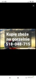 Skup zboża mokrego zanieczyszczone wilgotne z zapachem robakiem wolkiem ze sniedzia. Odbiór z gospodarstwa. Płatne w dniu zaladunku