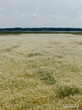 Witam. Sprzedam ziele rumianku. Suszone na suszarni. Bardzo ładny kolor i zapach. Wysokość 10-30 cm.