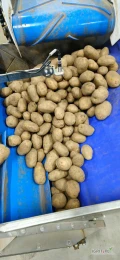 Sprzedam ziemniaki odmiana Lilly kal. 45+, Luzem lub pakowane w worki 15 kg, ilości tirowe. 