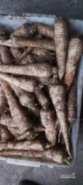 Sprzedam pietruszke około 500kg cena do uzgodnienia i ziemnaki Lilly.