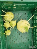 Sprzedam kalarepe na przetwórstwo, krojenie. Ilości około 20 ton. Waga od 250 gram do 1.5 kg